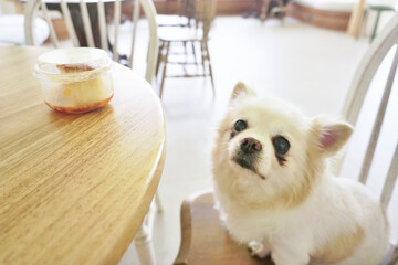 Chihuahua dog sit on chair looking at cake on table