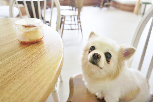 Chihuahua dog sit on chair looking at cake on table