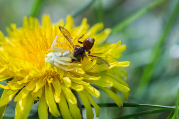 Pająk kwietnik polujący na muchę na żółtym kwiecie mniszka, drapieżnik wśród łąkowej fauny.