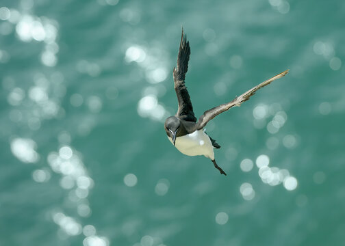Razorbill Alca torda seabird flying over ocean at Stackpole Wales
