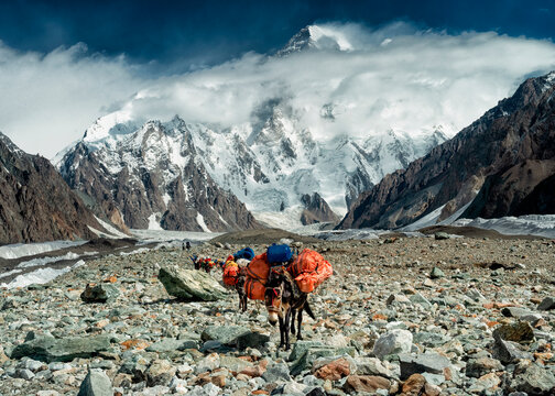 Trekking expedition with mules in rocky terrain near K2 Pakistan