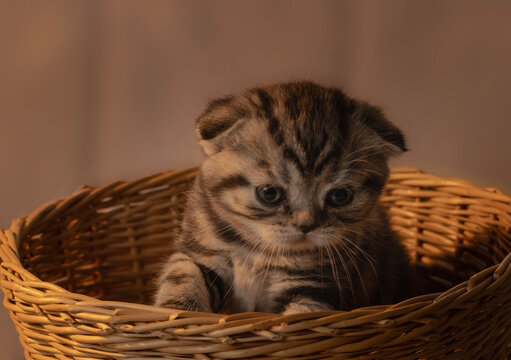 little kitten in basket