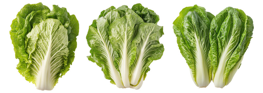 Romaine lettuce leaves isolated on white transparent background. Concept of healthy eating. - Powered by Adobe