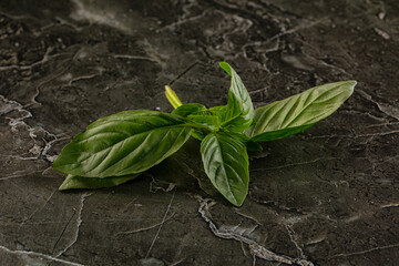 Green fresh aroma basil leaves