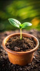 Green seedling emerging from a coin mold with soil and growing in a pot