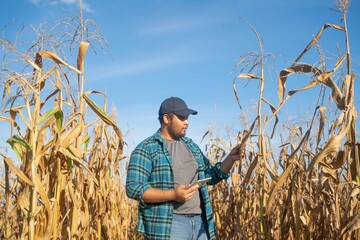 Farmer checks corn growth using tablet under clear blue sky, representing smart agriculture and digital monitoring for sustainable crop production.
