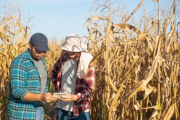 Farmers working together with a tablet in a cornfield, sharing information and analyzing crop conditions using smart farming technology.