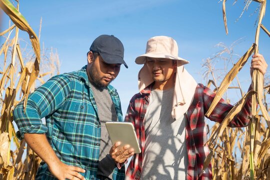 Smart farmers using a tablet to review field data and plan improvements in a dry cornfield under clear blue sky, showing agricultural innovation.