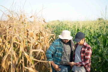 Two male farmers examining both dry and green corn plants together, emphasizing teamwork and field inspection in sustainable agriculture.