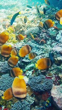 Underwater view of the vivid and healthy coral reef near the Alor island in Indonesia