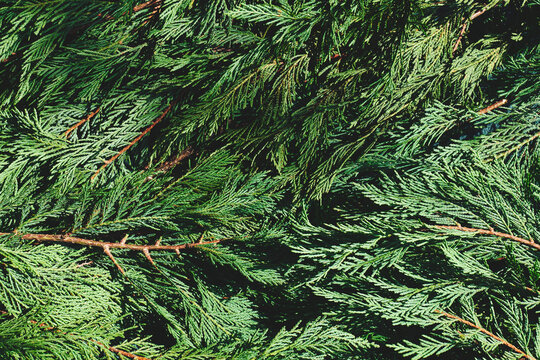 Thuja branches as festive coniferous Xmas background for winter holiday