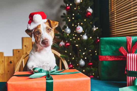 Jack Russell Terrier dog with Santa hat holding Christmas gift indoors