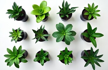 Collection of various green houseplants in black pots arranged neatly from top view. Indoor plants create fresh botanical composition on white background, offering ample copy space for design