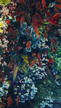 Underwater view of the vivid and healthy coral reef near the Alor island in Indonesia
