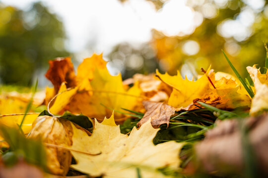 Colorful autumn leaves on the ground in a park outdoors