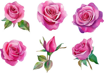 Fototapeta premium set of roses vector illustration