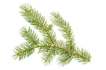 spruce branch isolated on white background