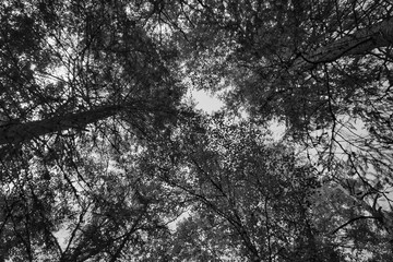 View of the sky through the green canopy of a forest in summer, black and white