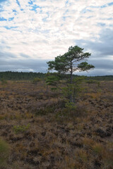 Pine alone in the moor, vast heathland under a gentle sky