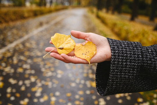 Hand holding yellow autumn leaves outdoors on a road in the fall season