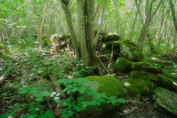 Moss covered stones in the forest with sunlight and dense vegetation