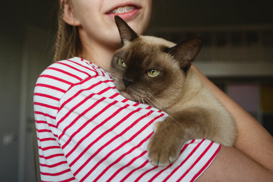 Burmese cat being held affectionately at home