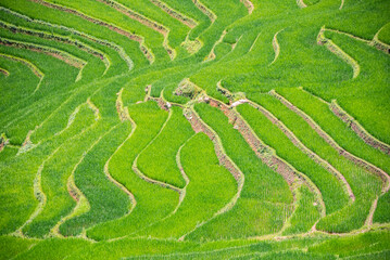 Rice fields on terraces of Mu Cang Chai, Vietnam.