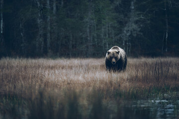 Wild bear standing in forest showing alert behavior in nature
