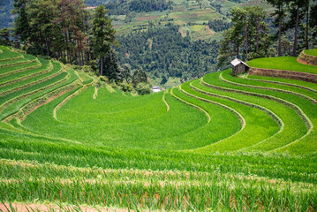 Rice fields on terraces of Mu Cang Chai, Vietnam.