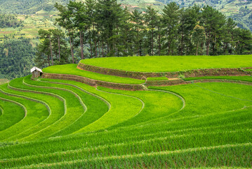 Rice fields on terraces of Mu Cang Chai, Vietnam.