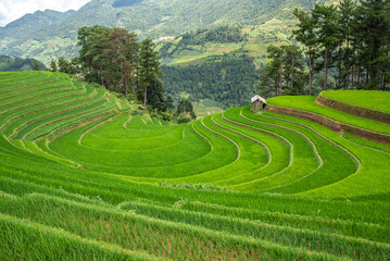 Rice fields on terraces of Mu Cang Chai, Vietnam.