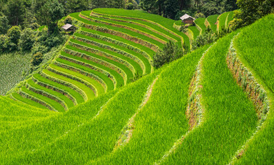 Rice fields on terraces of Mu Cang Chai, Vietnam.