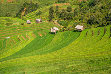 Rice fields on terraces of Mu Cang Chai, Vietnam.