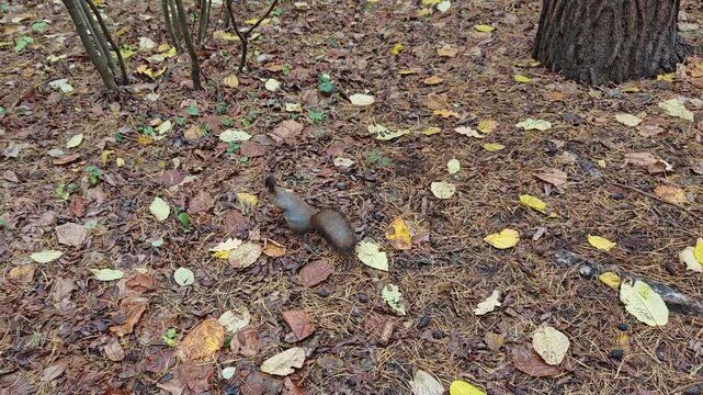 A squirrel with a fluffy tail runs along the ground, covered with fallen autumn leaves, among the trees in the city park. Then she searches for seeds in spruce and pine cones and other plants to feast