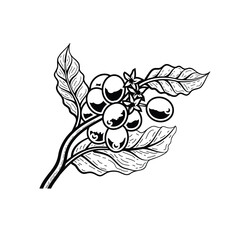 🌱 Vintage Style Coffee Plant Branch with Cherries and Flowers Engraving