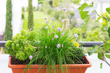 Herb garden with chive and basil in planter on balcony outdoors