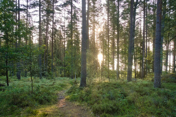Fototapeta premium Sunlight in a dense forest with ferns and moss-covered forest floor