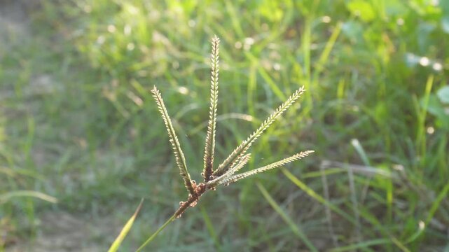 Indian goosegrass or windmill grass