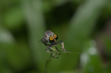 Macro close-up of a predatory robber fly with iridescent eyes perched on a green leaf in a natural garden setting.
