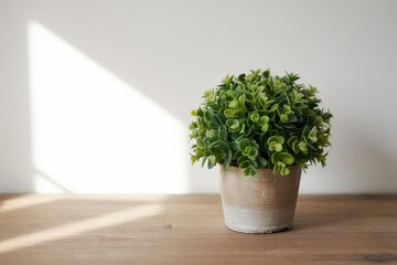Fototapeta premium Green potted plant on wooden table against a white backdrop wall