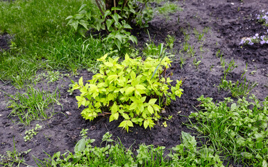 Physocarpus opulifolius lutea, known as common ninebark. Beautiful ornamental plant in spring