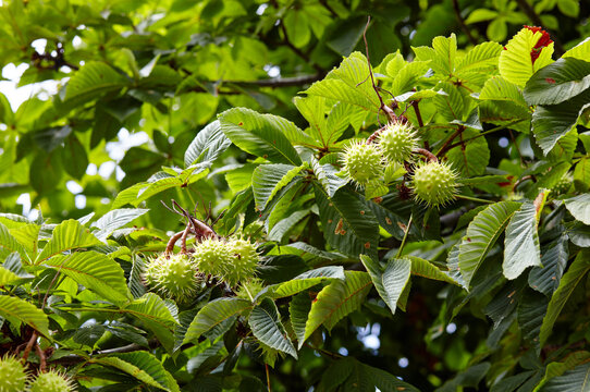 Abstract image of ripe chestnut in autumn park. Horse-chestnuts on conker tree branch - Aesculus hippocastanum fruits - Powered by Adobe