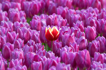 Field of purple tulips in blossom in Holland on a spring day