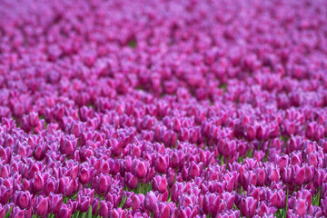 Field of purple tulips in blossom in Holland on a spring day