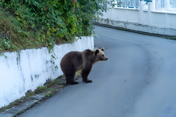 bear_roadside.jpg｜Wild Bear Standing Beside Mountain Road in Nature