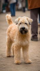 Adorable soft coated wheaten terrier puppy standing outdoors