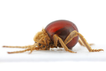 Mezium affine is a species of beetle in the family Ptinidae. Its common names include shiny spider beetle, northern spider beetle and hood spider beetle.