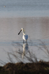 ritratto di una spatola bianca (Platalea leucorodia) che si sposta nelle acque basse di una palude fluviale alla ricerca di cibo, di giorno