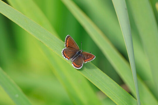 Brown butterfly resting on green leaf in summer garden in Germany