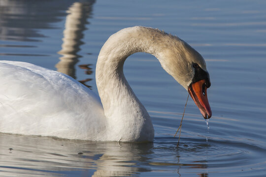 ritratto dettagliato e di profilo di un cigno bianco che guarda verso la fotocamera e nuova lentamente tra le acque calme di una palude fluviale, di giorno